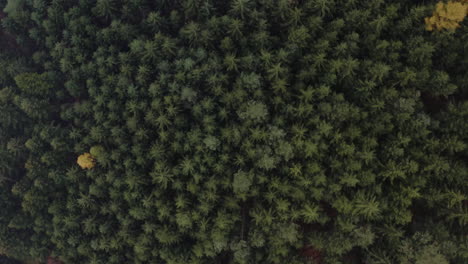 aerial shot above clouds over pristine alpine forest landscape, wild scene with conifer trees