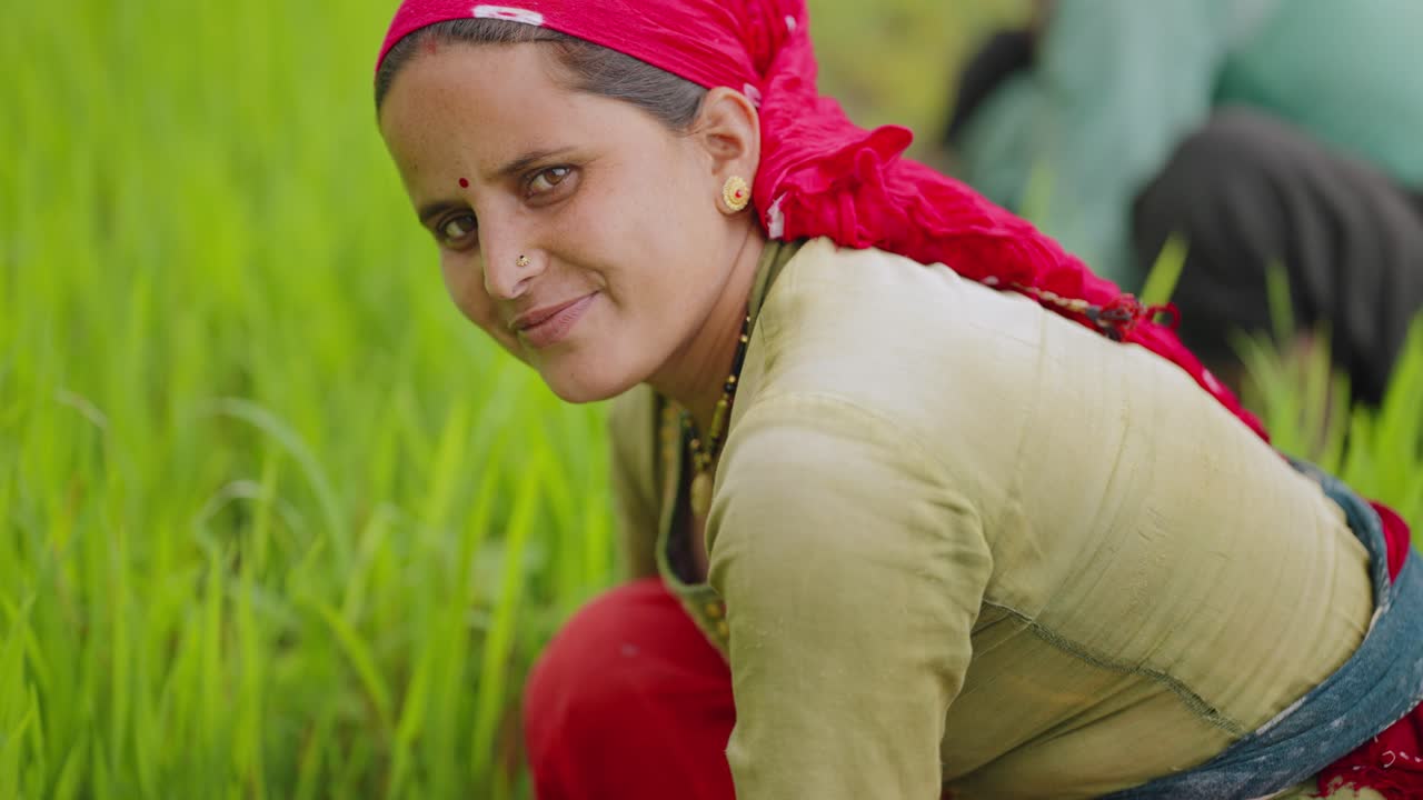 Uttarakhand female farmers cultivating rice fields with hand hoes, teamwork and rural labor, 4k video