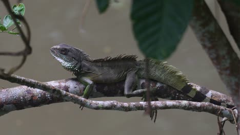 Chinese-Water-Dragon,-Physignathus-cocincinus