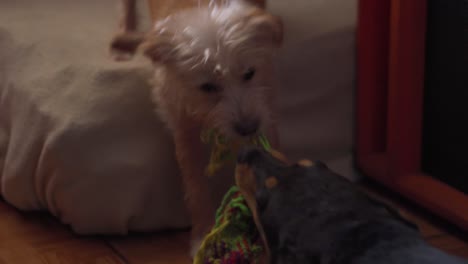 perros jugando y tirando de juguetes