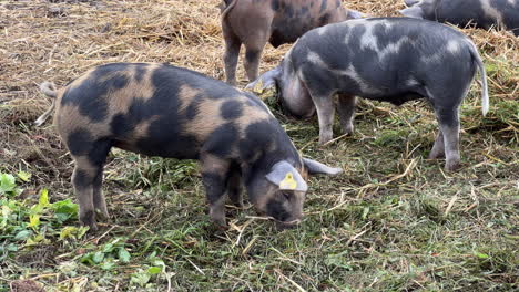 un pequeño cerdo comiendo heno en el campo