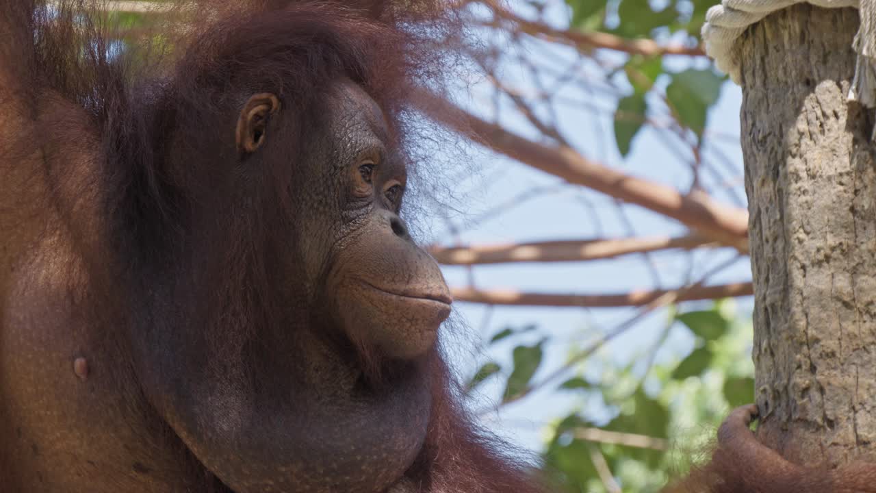 orangután colgando de la rama de un árbol. primer plano