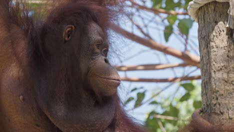 Orangutan-hanging-on-tree-branch.-Close-up