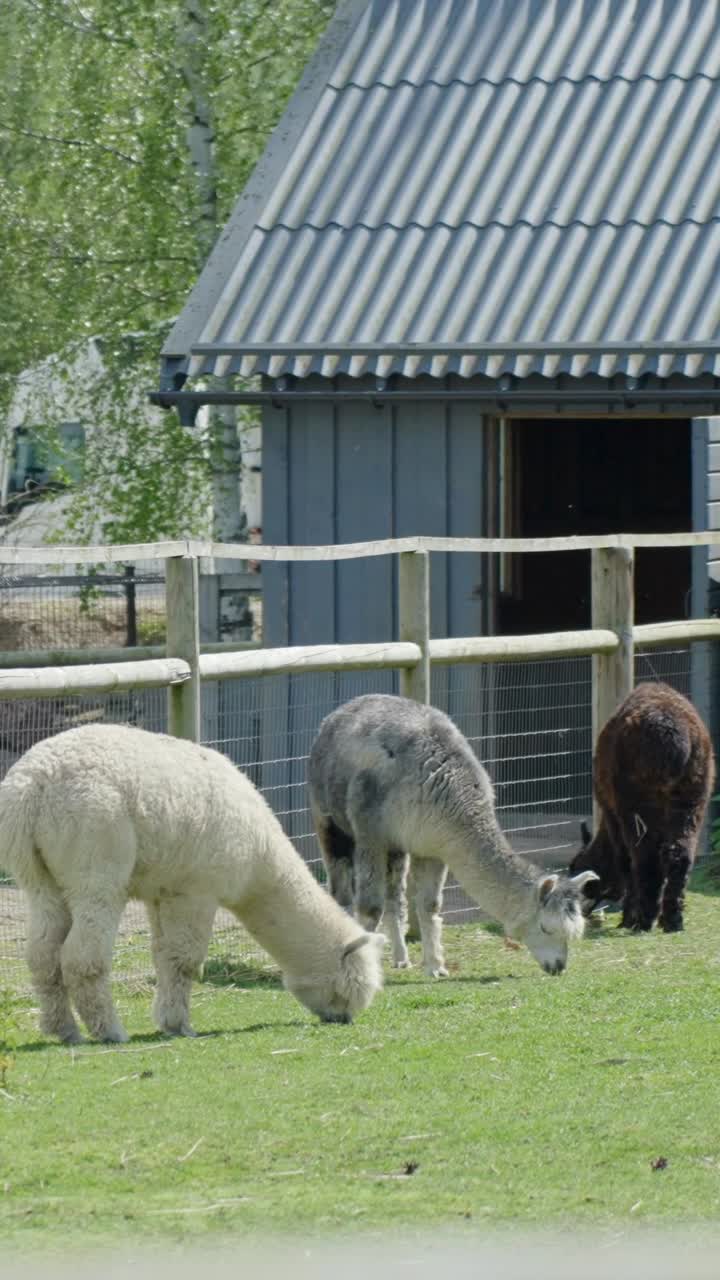 Three alpacas with white, grey, and brown coats graze peacefully on green grass in fenced paddock near wooden shelter under daylight, vertical shot, real time, spring setting at a farm or petting zoo
