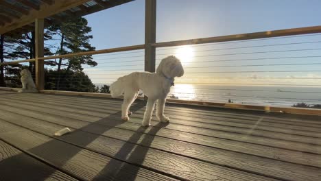 perro maltés blanco, posando afuera en la cubierta de la casa, sobre la puesta de sol del océano