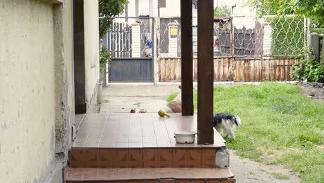 perros de compañía con juguetes de goma jugando en la terraza y el jardín de una casa