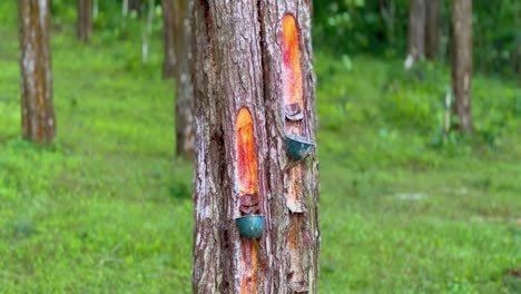 Small container on the pine tree trunk for tap the sap