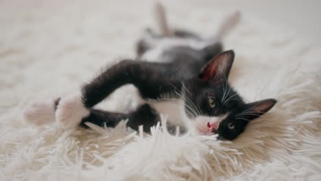 black and white kitten relaxing on a fluffy blanket