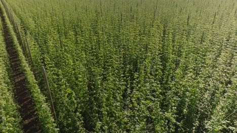 tall climbing plants of hops, the basic raw material for beer production