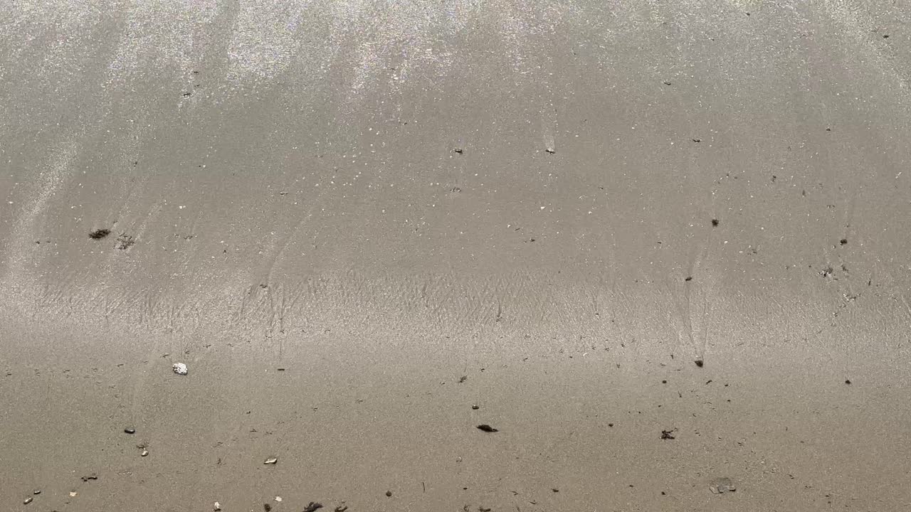 몇 마리의 칼라드리스 알바 새들이 부드러운 파도를 회피하며 해변을 따라 달린다.