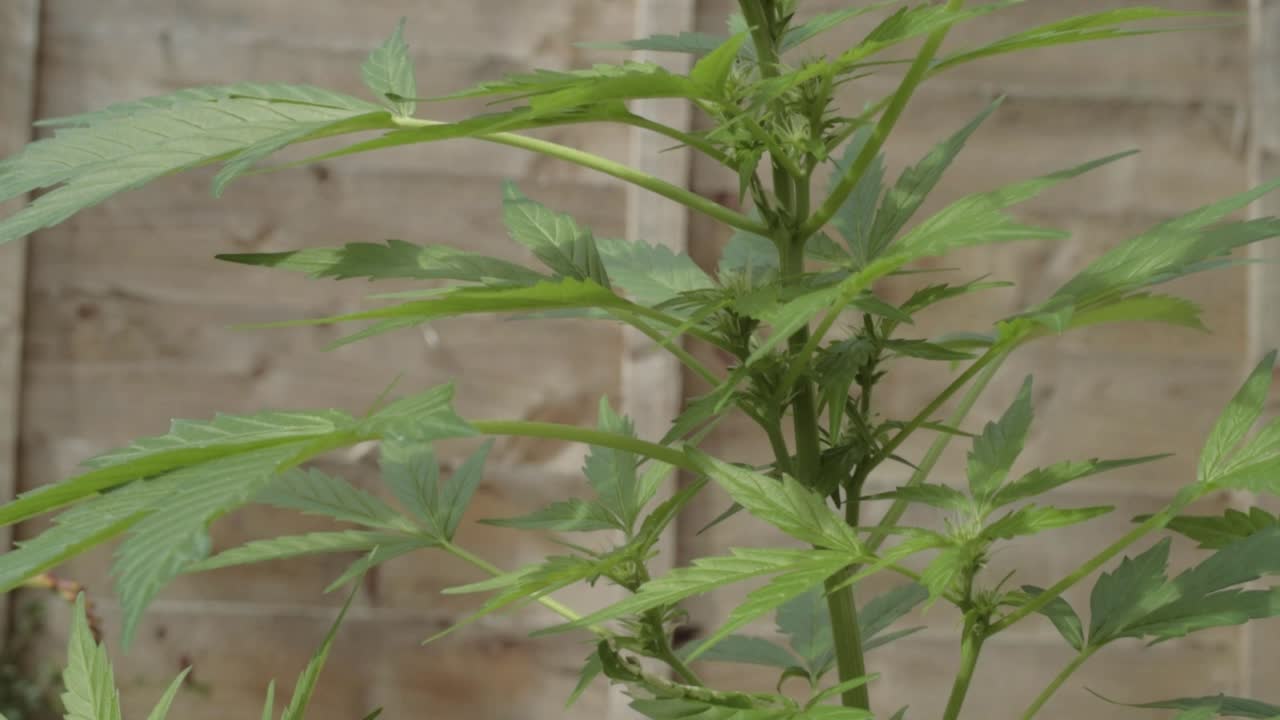 Cannabis plant and leaves growing medium tilting shot