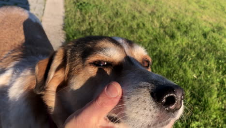 slow motion van blanke man die zachtjes zijn bruine en witte hond streelt bij zonsondergang of zonsopgang, in een grasveld