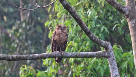 camera zooms in while this owl looks forward during the morning, buffy fish-owl ketupa ketupu, juvenile, thailand