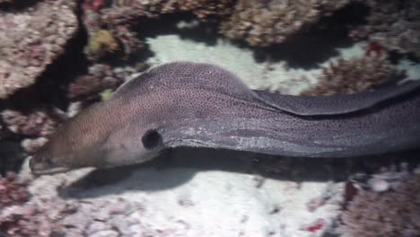 giant moray eel scans coral reef for prey during night, searching crevices and hollows