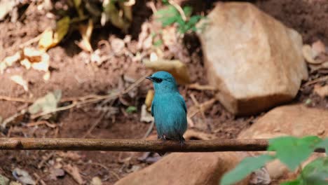 Seen-bathing-from-dripping-water-at-a-birdbath-in-the-forest-and-flies-up-to-the-left,-Verditer-Flycatcher-Eumyias-thalassinus,-Thailand