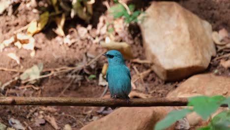 visto bañándose de agua goteante en un baño de pájaros en el bosque y vuela hacia la izquierda, verditer flycatcher eumyias thalassinus, tailandia