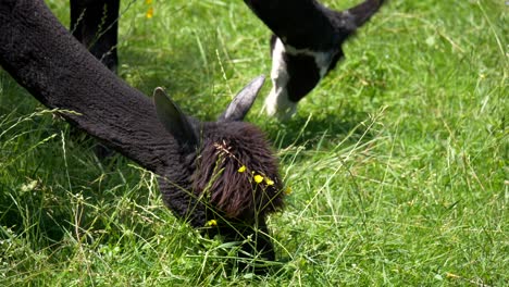 Close-up-showing-black-alpacas-eating-grass-and-grazing-on-green-agricultural-field-in-sun