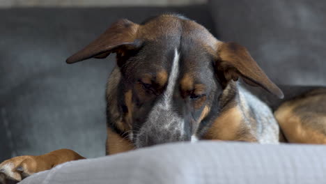 perro mestizo con orejas masticando comida para perros en el sofá, cerrar