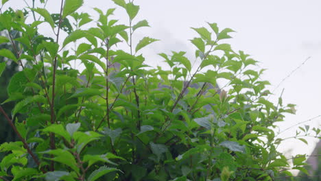 Close-up-shot-of-a-freshly-cut-almond-tree,-new-leaves-growing-in-mid-july