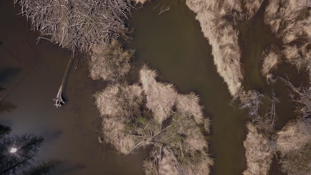 Overhead drone shot looking down on a large beaver dam on a sunny spring day in Canada. The shot shows a great overview of how the dam is constructed and how it has changed the water flow.