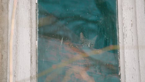 cats looking through a dirty window