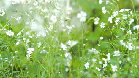 Gypsophila-Monarca-Blanco,-Flor-Blanca-Botánica-En-El-Jardín