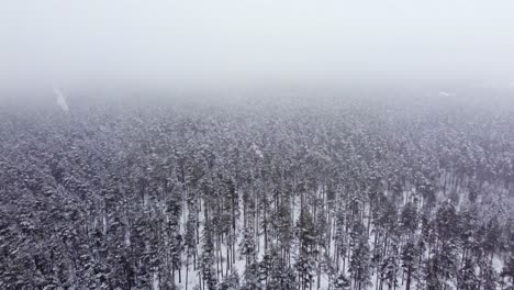 From-above,-winter-coniferous-tree-forest-covered-in-thick-white-fog