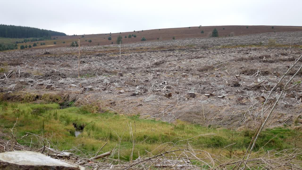 deforestación bosque desierto destruido tala industria maderera dolly izquierda