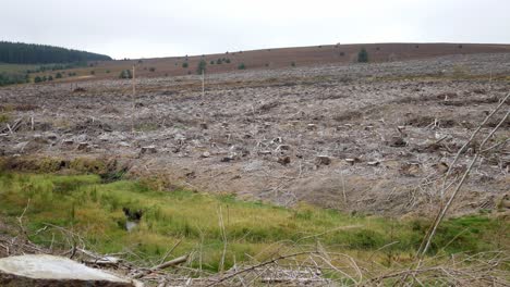 deforestation woodland wilderness destroyed logging timber industry dolly left