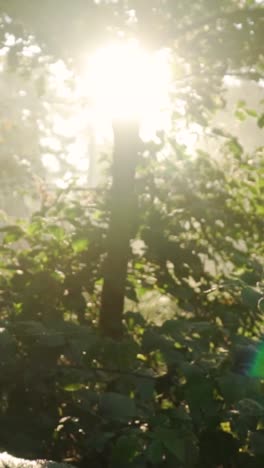 la luz del sol asomando a través de un bosque de niebla