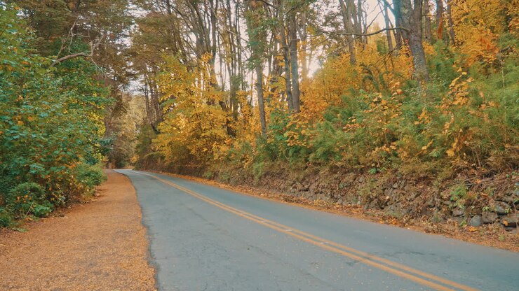 Strada vuota e tortuosa attraverso una foresta autunnale con foglie gialle e verdi.