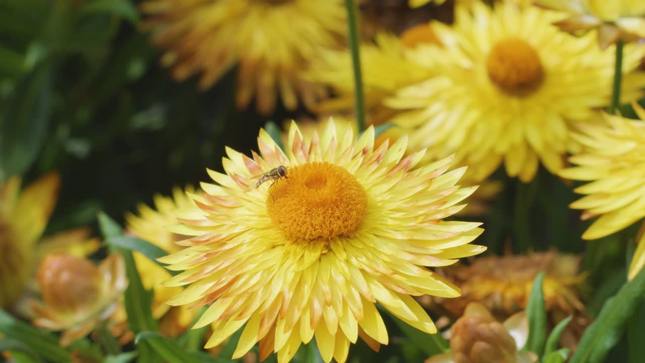 A hoverfly lands and moves across a vibrant yellow strawflower, gathering pollen in a lush outdoor garden under natural daylight with a steady camera
