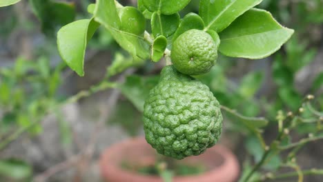 Citrus-Hystrix,-Auch-Kaffernlimette,-Makrut-Limette,-Thai-Limette-Oder-Mauritius-Papeda-Genannt,-Ist-Eine-Zitrusfrucht,-Die-Im-Tropischen-Südostasien-Und-Südchina-Beheimatet-Ist