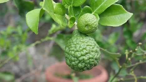 el cítrico hystrix, llamado lima kaffir, lima makrut, lima tailandesa o mauricio papeda, es una fruta cítrica originaria del sudeste tropical de asia y el sur de china