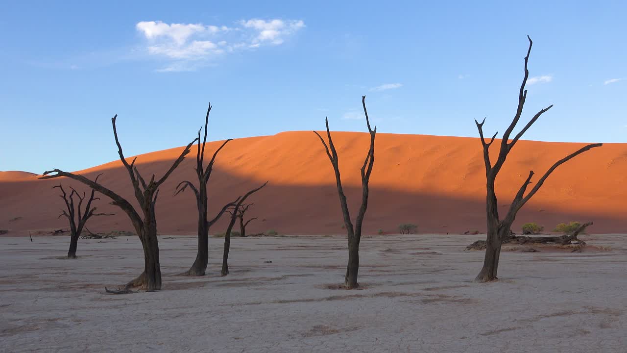Dead trees silhouetted at dawn at Deadvlei and Sossusvlei in Namib Naukluft National Park Namib desert Namibia 1