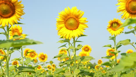안하세요, 선플라워 - 푸른 하늘을 배경으로 선플라우의 다채로운 비디오
