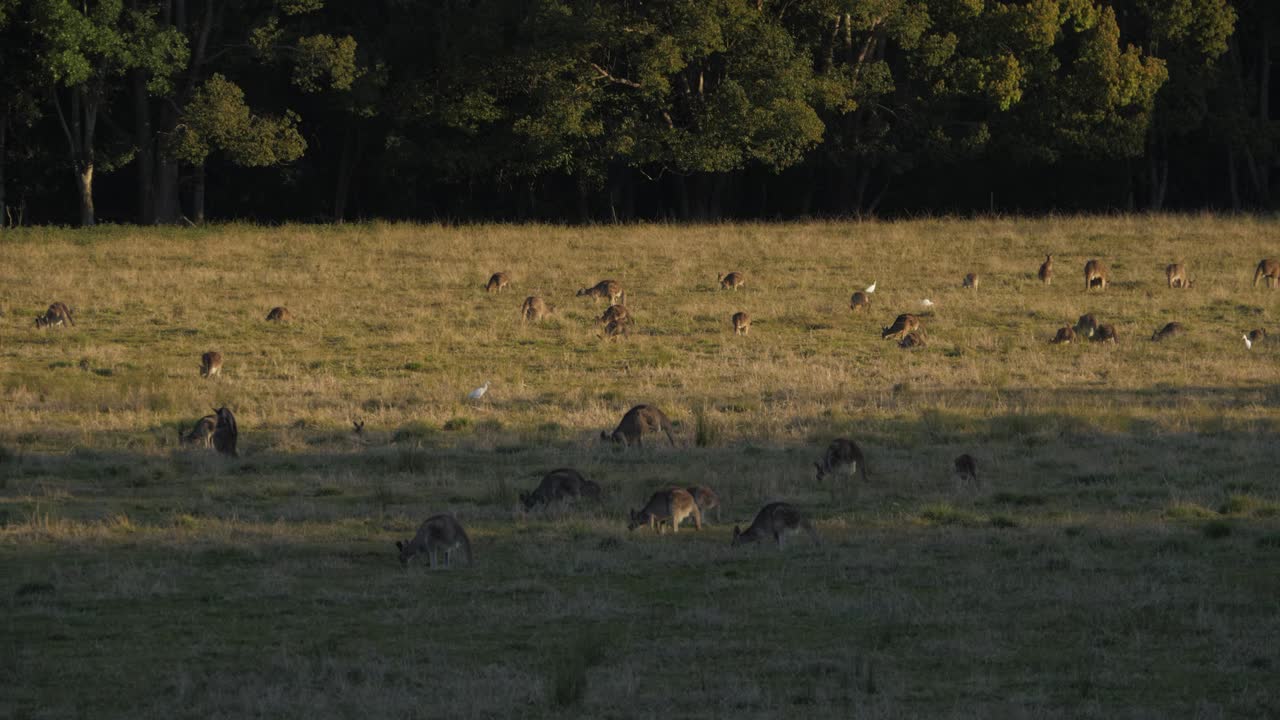 Mob Of Eastern Grey Kangaroo Grazing In The Wild - Kangaroo Sanctuary In Queensland, Australia