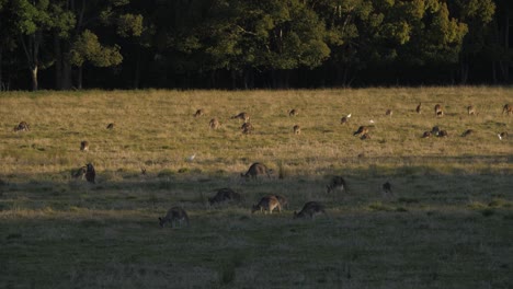 Multitud-De-Canguros-Grises-Orientales-Pastando-En-La-Naturaleza---Santuario-De-Canguros-En-Queensland,-Australia