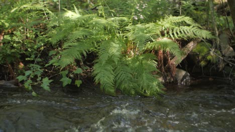 Forest-stream-running-with-leafs-of-fern-in-water