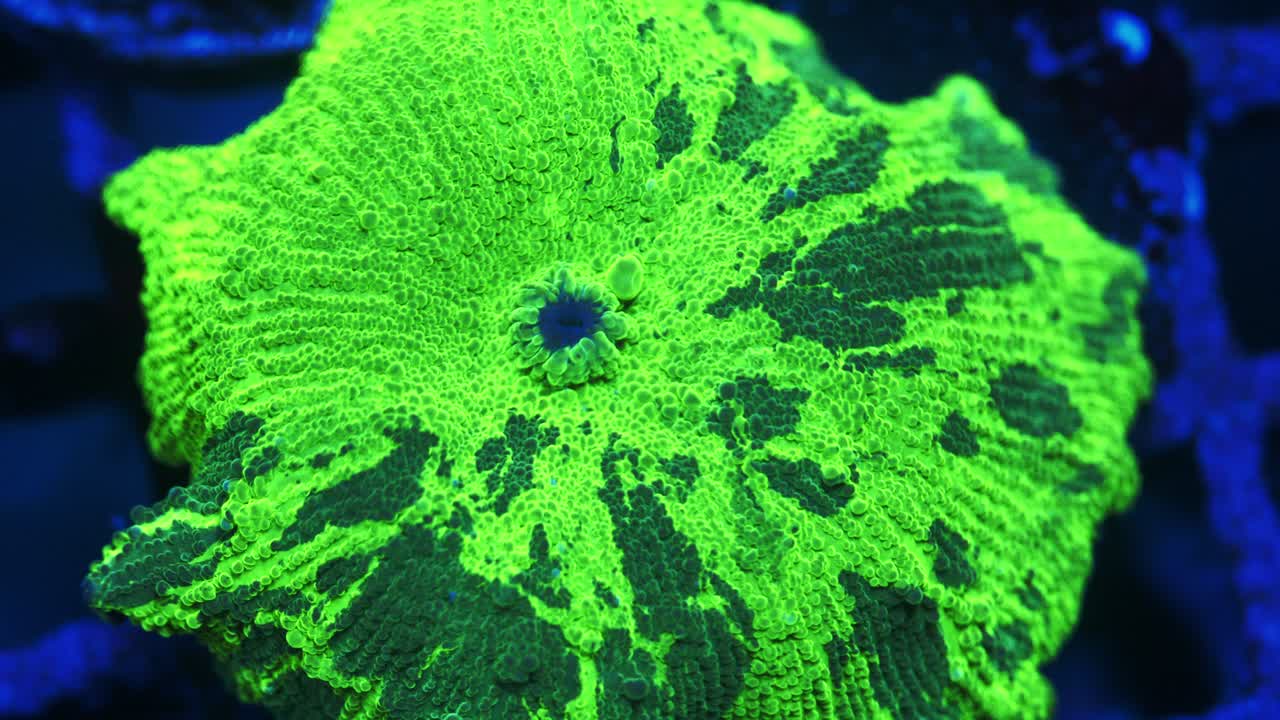 Macro shot of Chernobyl Discossoma coral under actinic lighting, featuring fluorescent green surface with dark green streaks