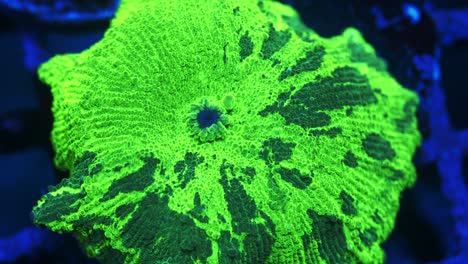 macro shot of chernobyl discossoma coral under actinic lighting, featuring fluorescent green surface with dark green streaks