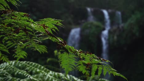 Farnblätter-Schwingen-Im-Wind-Mit-Wasserfallhintergrund