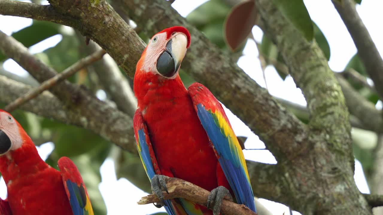 exótico guacamayo escarlata, ara guacamayo posado en la rama de un árbol, extiende sus alas y vuela lejos, especies de aves sufrieron la extinción local debido a la captura para el comercio ilegal de loros, cámara lenta de primer plano
