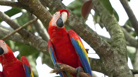 Exótica-Guacamaya-Escarlata,-Ara-Macao-Posada-En-La-Rama-De-Un-árbol,-Extiende-Sus-Alas-Y-Vuela,-Especies-De-Aves-Sufrieron-Extinción-Local-Debido-A-La-Captura-Para-El-Comercio-Ilegal-De-Loros,-Primer-Plano-En-Cámara-Lenta