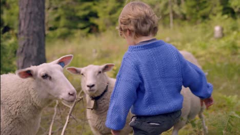 little boy plays with sheep in nature