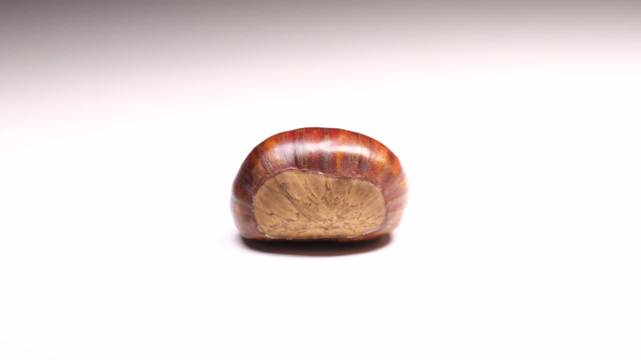 흰색 배경에 밤나무는 빛에 의해 조명됩니다