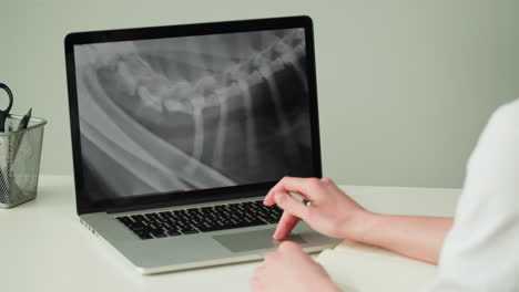 veterinarian reviewing dog's spine x-ray
