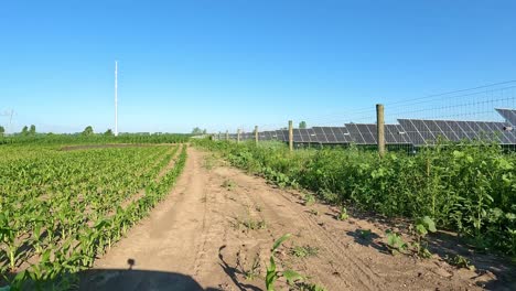 punto de vista mientras conduce en reversa a lo largo de un camino de tierra entre un campo de maíz y un panel solar