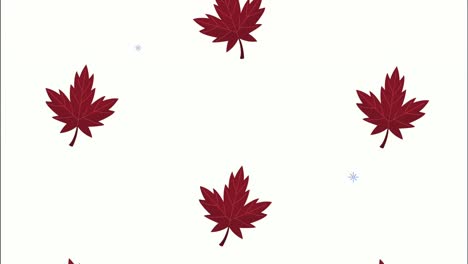 animación del patrón de las hojas de arce canadienses