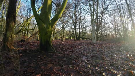 Fpv-drohne,-Die-Zwischen-Leuchtendem-Sonnenaufgang-herbstwaldlaub-Im-Naturpark-Fliegt